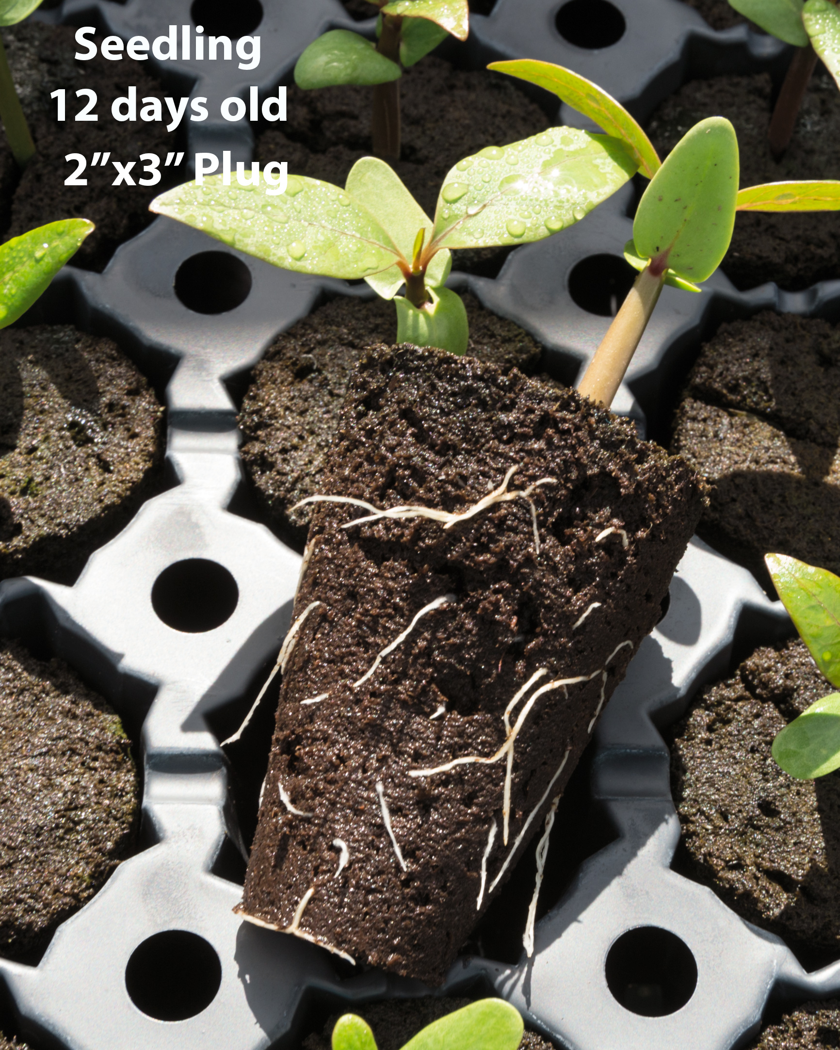 large-plug-seedling-12-days-8348.jpg